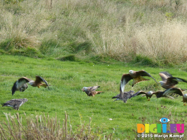 FZ023035 Red kites (Milvus milvus) and Buzzards (Buteo buteo)